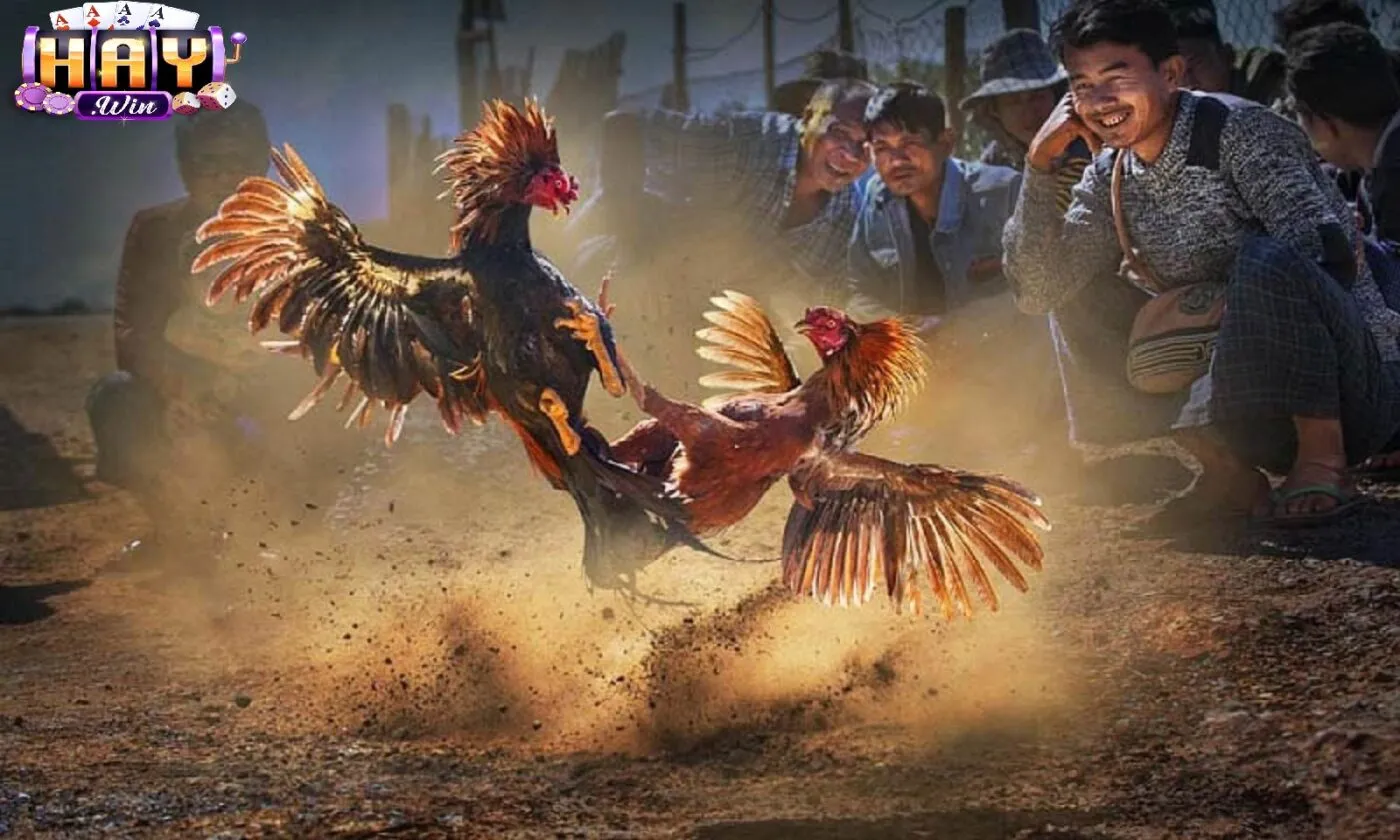 Tổng quan về đá gà trực tuyến