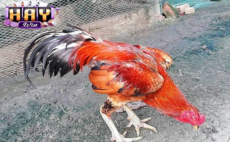 Đá Gà Chọi Haywin Là Gì?