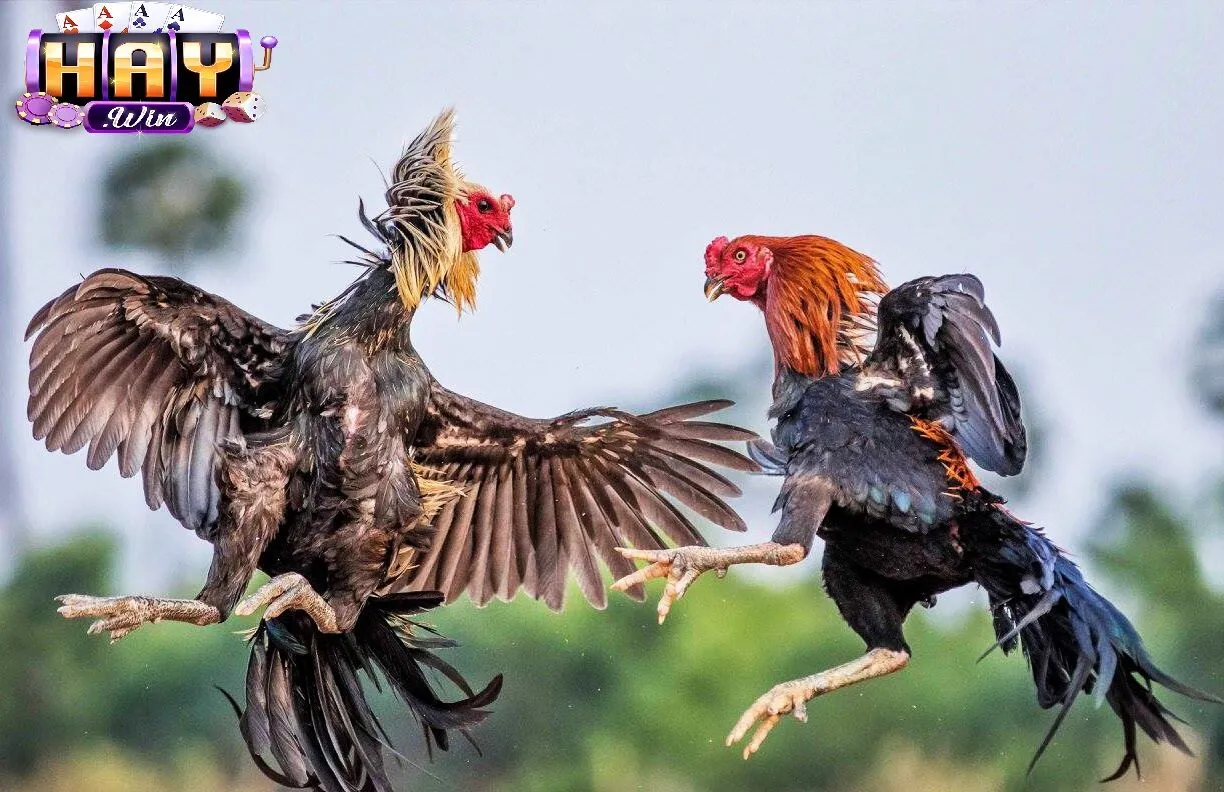 Kinh Nghiệm Chơi Hiệu Quả