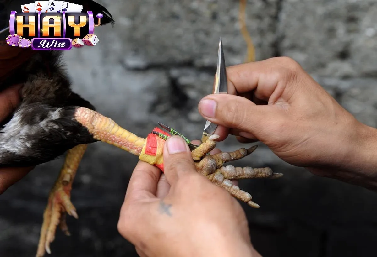 Đá Gà Cựa Dao Haywin Là Gì?