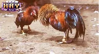 Vì Sao Đá Gà Cựa Dao Haywin Thu Hút Người Chơi?