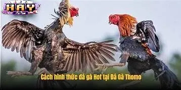 Những Thành Công Nổi Bật Của Sân Chơi Đá Gà Cựa Sắt Haywin