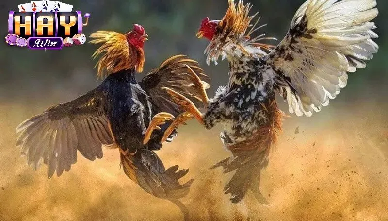Đá Gà Thomo Haywin Là Gì?