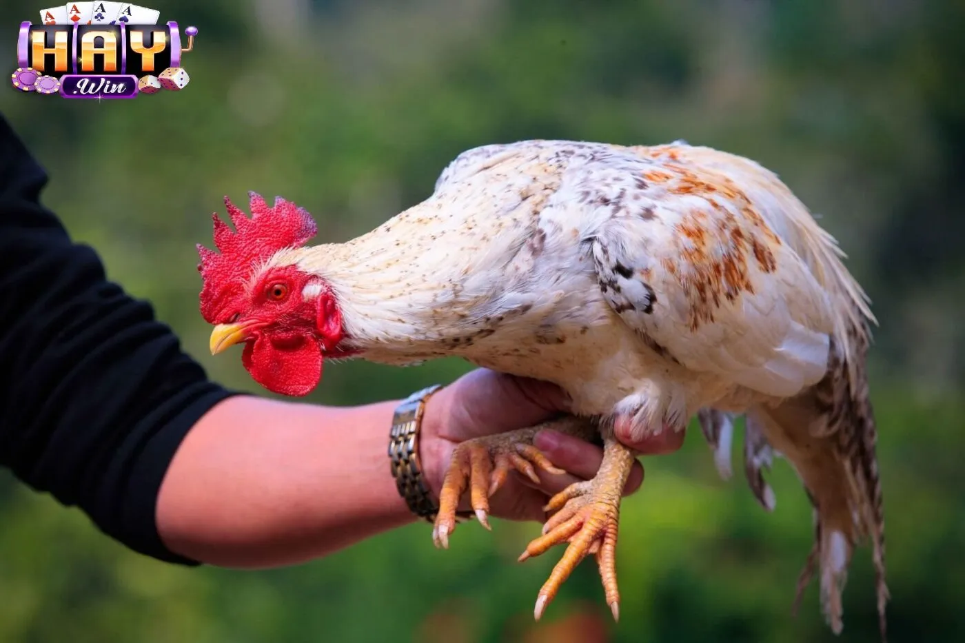 Điểm Nổi Bật Của Đá Gà Thomo Haywin